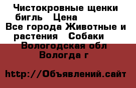 Чистокровные щенки бигль › Цена ­ 15 000 - Все города Животные и растения » Собаки   . Вологодская обл.,Вологда г.